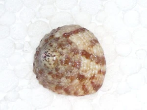 TROCHUS ERITHREUS RED FLAMMULATED - Imagen 1 de 2