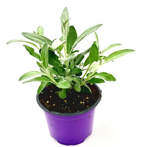 Marzipan Salbei Salvia officinalis ´Nazareth` - Bild 1 von 1