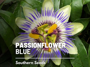 Passionflower, Blue (Bluecrown) - Heirloom Seeds - Culinary - Non GMO (Passiflor - Picture 1 of 10
