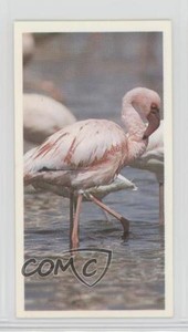 1992 Brooke Bond Natural Neighbors Tea Flamingo #19 a8x