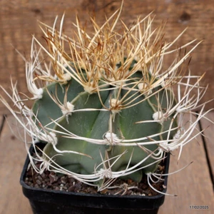 D961 ASTROPHYTUM CAPRICORNE V. SENILE maceta 10-H10-W13 cm MaMa Cactus - Imagen 1 de 4