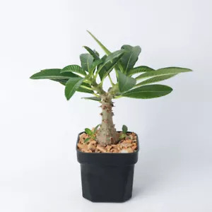 3CM Succulent Cactus Plant Pachypodium Baronii Windsorii Apocynaceae Height 25cm - Picture 1 of 15
