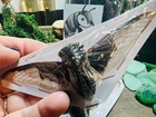  Batwing Cicada Entomology Cryptotympana aquila Papered Specimen