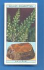 FLOWERING TREES & SHRUBS.No.12.TREE HEATH.WILLS CIGARETTE CARD ISSUED 1924