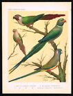 Parrots, White-Eared Conure, Malabar Parrakeet Antique Lithographic Print - 1878