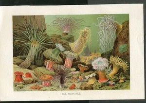 1875 COLOR PRINT OF SEA CREATURES SEA ANEMONES 10 1/2 X 8 3/4 INCHES - Picture 1 of 1