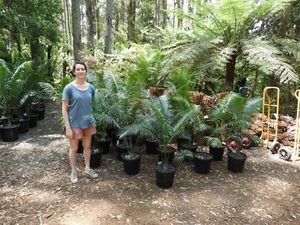 Lepidozamia peroffskyana in a 30cm pot . - Picture 1 of 4
