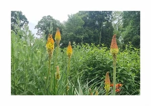 25x Fackellilie rotgelb Kniphofia uvaria Garten Pflanzen - Samen KS317 - Picture 1 of 5