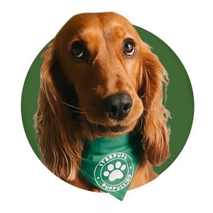 Dog Bandana Puppuccino Starpups Green Scarf Slip On Collar - Picture 1 of 5