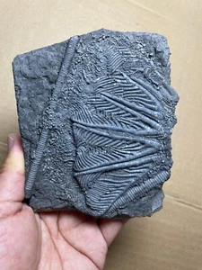 426g Triassic Natural crinoid specimen Geologic rock - Picture 1 of 21