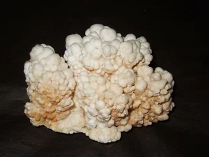 - Rohmineralien Kristalltherapie - Korallenaragonit (94) Marokko - Bild 1 von 4