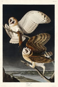 Scheuneneule - 1827 - Illustrationsplakat - Bild 1 von 1