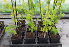 1 Litre Hop Plants (All Female - WIll Produce Hops - Single Plants)