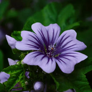 MALVE SYLVESTRIS ZEBRINA 100 Samen winterharte Staude Bienenpflanze Blume - Bild 1 von 3