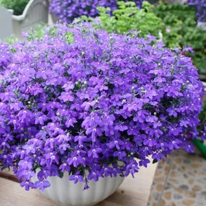 Organic Flower Seeds Lobelia "Blue Carpet" Goluboy Kovier Dwarf - 200 Seeds. - Picture 1 of 6