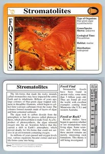 Stromatolites #22.12 - Fossils - Treasures Of The Earth Grolier Card - Picture 1 of 1