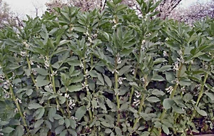 Semillas de frijol de campo autóctono, verduras viejas, olvidadas - Imagen 1 de 4
