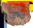 Volcanic Petrified Wood LimbCast Slab Red Yellow Orange Translucent Jasper Agate