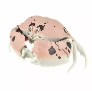 Bandai Japan Exclusive Dango Mushi Glasses Calappa Box Crab Figure - Picture 1 of 4