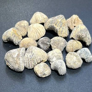 Brachiopod Shell Fossils Collection Bulk Wholesale Lot Fossil From Morocco - Picture 1 of 2