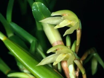 Plantas de orquídea maxillaria Friedrichstalli especie Foto 1 de 4