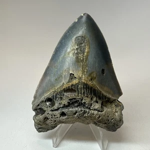 Megalodon Shark Tooth 3.75 Inch Blue Enamel - Serrated Fossil - Authentic 19893 - Picture 1 of 8