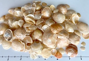 172 Jingles Muscheln Gold Orange Farbe Blume Strand Kunst Rahmen Handwerk Muschel USA - Bild 1 von 13