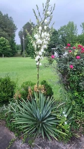 ADAMS NEEDLE YUCCA PLANT WHITE  FLOWERS  MULTIPLYING PERENNIAL  - Picture 1 of 10