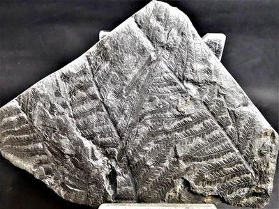 Senftenbergia plumosa – Carboniferous fossil fern - Image 1 of 4