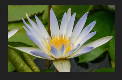 Dauben Tropical Pygmy Water Lily  (Anual) - Image 1 of 2