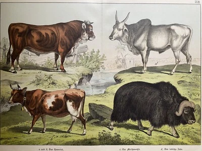 antike Grafik Fauna: Rinder, Kühe Moschusochse, Lithografie um 1880 - Bild 1 von 4