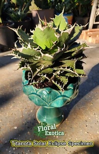 Agave Titanota 'Solar Eclipse' - Picture 1 of 3