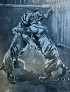 1901 Fighting Among Wild Animals Bears Buffalo Elk Tigers illustrated - Picture 1 of 6