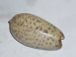 WONDERFUL TIGRINA OLIVE - Picture 1 of 2