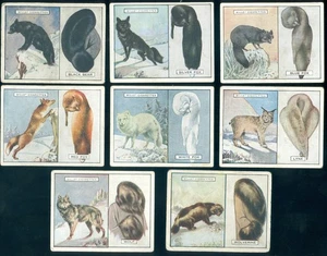 1929 WILL'S CIGARETTES - ANIMALS & THEIR FURS (8) - Picture 1 of 1