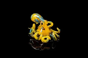 Small Yellow Glass Octopus glass figurine Octopus - Picture 1 of 4