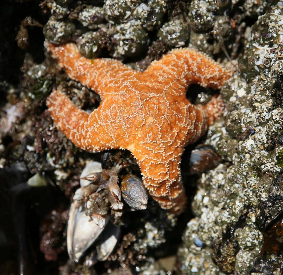 Model Power HO #493 Small Gas Light Clear - Image 1 of 1