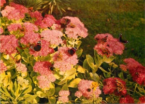Picture Postcard>>Garden Butterflies, on Ice Plant - Picture 1 of 2