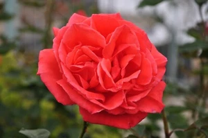 5 Garden Red Rose Cuttings Ready To Plant and Root - Picture 1 of 6