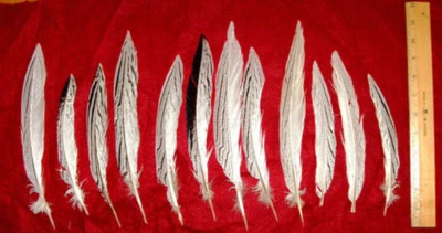 Plumas de faisán plateado sp12/N12 8-12 pulgadas de largo #faisán #plumas Foto 1 de 3