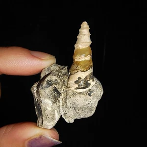 SEA SHELL FOSSIL, GASTROPODA, THIARIDAE EN MATRIZ, DE JAVA, INDONESIA, 30 MM - Imagen 1 de 6