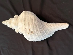Florida Horse Conch - 13"  Triplofusus Papillosus  Sanibel Island - Picture 1 of 7
