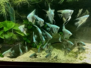 6 Smoky Blue Angelfish fish 1/2 dollar (1.2") or bigger - Picture 1 of 1