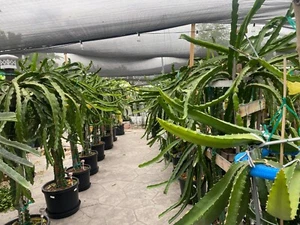 DRAGON FRUIT CUTTINGS - MULTIPLE VARIETIES - 5"  inches for grafting - Picture 1 of 24