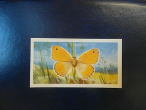 Great Britain Brooke Bond original 1963 tea card "British Butterflies",  No.9. 