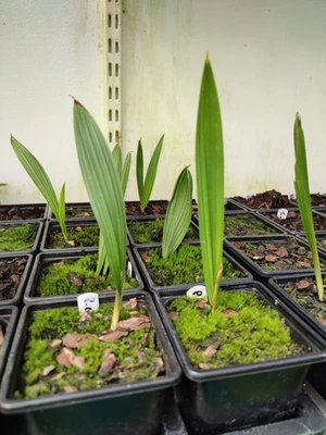 Parajubaea Cocoides - 9 cm Pot Cool Hardy Palm Seedling - Image 1 of 2