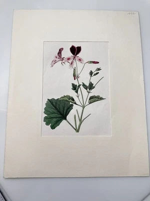 Orig. Placa botánica Pelargonier De Gouvart siglo XIX Foto 1 de 4