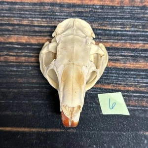 Real XL Nutria Skull Animal Mount unique Halloween Gift Odd Yard Art Decor Craft - Picture 1 of 9