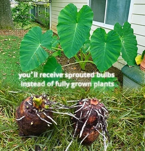 2X Large Fresh Sprouting Taro eddoes Bulbs – Grow Your Own Elephant Ear Plants! - Picture 1 of 6