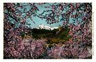 Wenatchee Valley WA Washington Springtime in Vale of Mt Cashmere Chrome Postcard